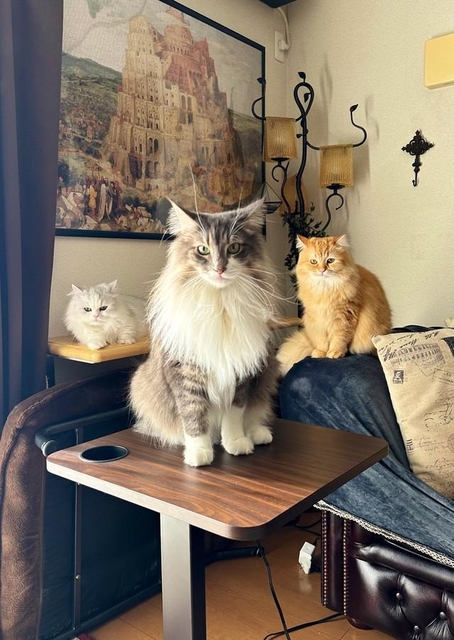 アーティスト写真みたいな構図で朝ご飯を催促する3にゃんが話題に（ネコランドさん提供）