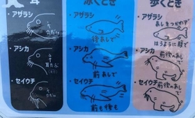 アザラシ、アシカ、セイウチの違い、分かるかな？（葛西伸哉さん提供）