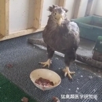 義嘴を使って自力で食事できるようになったオジロワシ（猛禽類医学研究所提供）