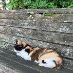 保護され、幸せをつかんだ三毛猫ちゃん（Yurikoさん提供）