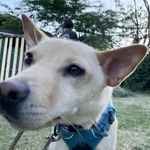 人間が大好きすぎて、ときにはスパイダーマン並みに壁によじ登るマヤちゃん