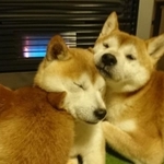 暑くなったら涼しい場所で冷やし、冷えたらまた戻ってくる＝茶々丸一家さん（@chachamaru0803）提供