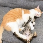 全力で拒否する子猫（仲良し保護猫さん提供、Twitterよりキャプチャ撮影）