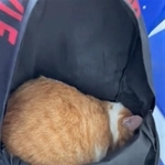 病院に着いたら漬物石のように動かない猫がTwitter上で話題になった（もたちのさん提供、Twitterよりキャプチャ撮影）