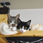 子猫の時から寄り添って生きてきた