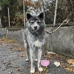 名月さんが発見したときのとら丸くん。短いリードがフェンスに繋がれています（画像提供：名月さん）