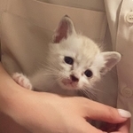 救出されたばかりの子猫…明るく元気に生きてほしくて、「小鉄」ちゃんと命名されました