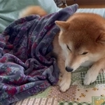 家族の帰宅、隠し切れない喜びにシッポをぶんぶん振る柴犬さん（画像提供：柴犬ハルさん）