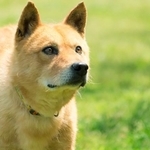 「災害救助犬」として活躍した元野犬・夢之丞