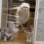 ぽてこゆこめ+うなさん（@potechi_nikki）のTwitterより