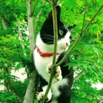 木登りが上手なめそちゃんは、ツルツルした紅葉の木にも登れます