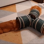 ちい むう ととろさん（@muchi21067312）のTwitterより