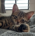 遊び疲れておネムなちゅらちゃん