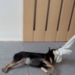 全く離しません！（「豆柴のなな」さん提供、Twitterよりキャプチャ撮影）