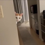 「チラッ」＝菅田ホタテさん（@emimail1）のTwitterより