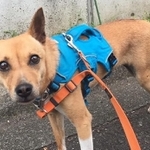 テーブルちゃんのガン見はお散歩中も！