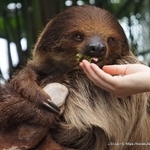 飼育スタッフから手渡しでエサをもらう様子も観察できます