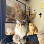 アーティスト写真みたいな構図で朝ご飯を催促する3にゃんが話題に（ネコランドさん提供）