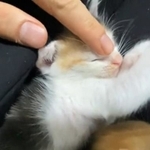 眉間をなでると即寝する子猫が話題に（ねこかますさん提供、Twitterよりキャプチャ撮影）