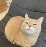 真ん丸です！（画像提供：くるみ@きなこもちさん）