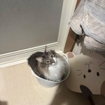 初めに洗濯カゴに入り込んでいたレイくん（ネコランドさん提供）