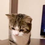 最初は遠慮がちに上目遣いで見ていたが…この後、可愛いアピールが＝しずわらひなたさん（@shizuwarahinata）提供