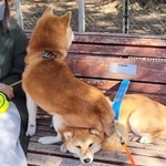 柴犬をベンチ代わりに腰掛ける柴犬が話題に（「シヴァ犬こむぎっす　豆シヴァわらび」さん提供、Twitterよりキャプチャ撮影）