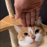 頭上に指先を乗せられ激オコの猫の動画が話題に（虎太郎さん提供、Twitterよりキャプチャ撮影）