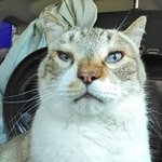 ムカデにかまれ顔がパンパンに腫れたおじいちゃん猫。災難はそれだけはなかった･･･（提供写真）