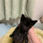 お腹が膨れていた頃のこたろうくん＝四さん（@Y_oyo_4）提供