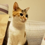 美人さんになったにゃ