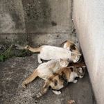 扇島など臨海工業地帯で暮らしていた野良猫たち。順次保護されているという（「幸 アニマルサポート」さん提供）