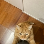 「行かないで～」と言ってると思ったら…よくよく考えれば「ごはんちょうだい」だった＝かぎしっぽすず&つむぎさん（@kagisuzu0531）提供