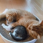 初めて添い寝をした日。まだはんぺんちゃんが小さい。