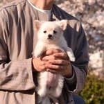 お迎えしたのは桜の季節でした（画像提供：チワワのこむぎさん）