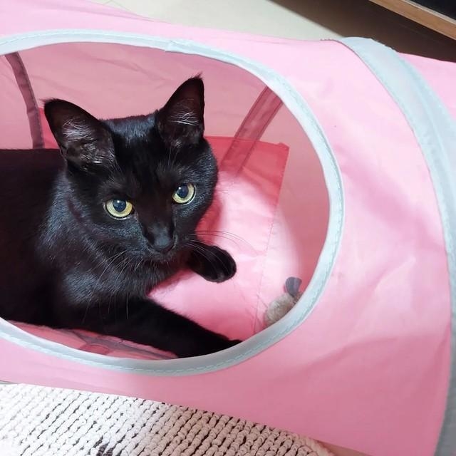 トンネルって居心地いいにゃ