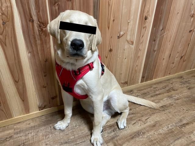 車検証を破壊したアルくん。とっても反省しているという（提供写真）