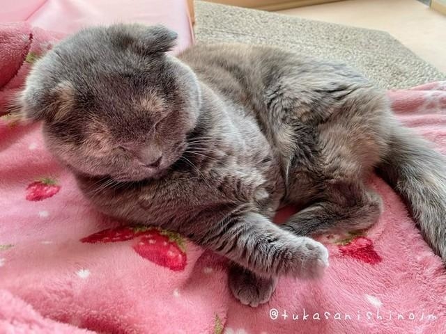 Apple - ねこさん ねこさんティー (NEKOSAN-TEA) ペルシャ (青いジャスミンティー