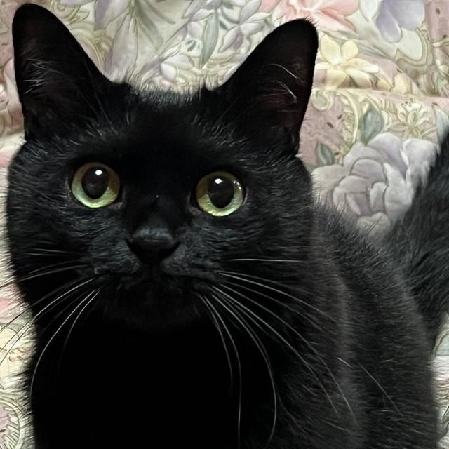 ペットロスから迎えた保護猫 1日目からうれしそうに家中を駆け巡り おこりんぼ 寂しがり屋で 今やすっかり家のアイドル 神戸新聞next 連載 特集 話題
