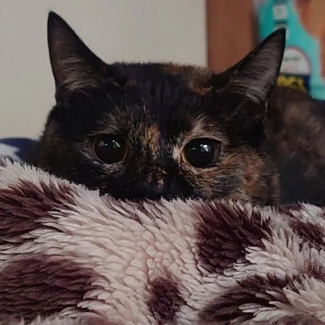 3月1日はサビ猫の日なんだって