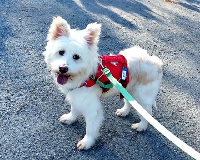 【アフター写真】ピースワンコの保護を経て、第二の犬生をおくることになったレジェモ