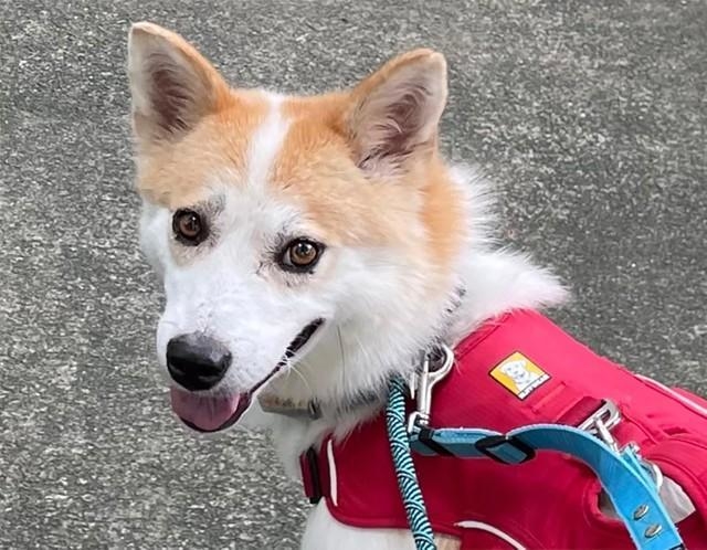 はまきの穏やかな性格とペースを最優先に距離を縮めてくれる里親さんを募集中