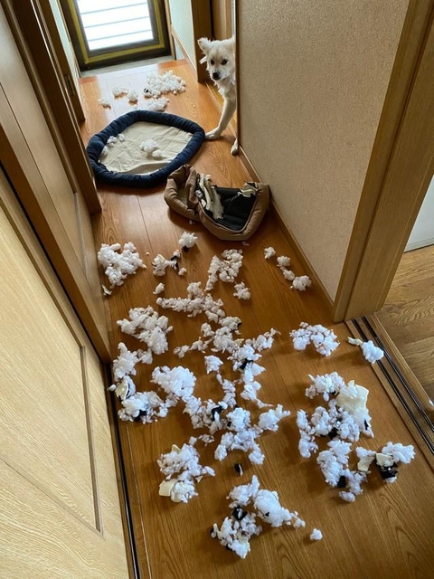 家の中に降り積もる“雪”が話題。白いワンコの仕業？（「わいてぃーず 恐竜と犬」さん提供）