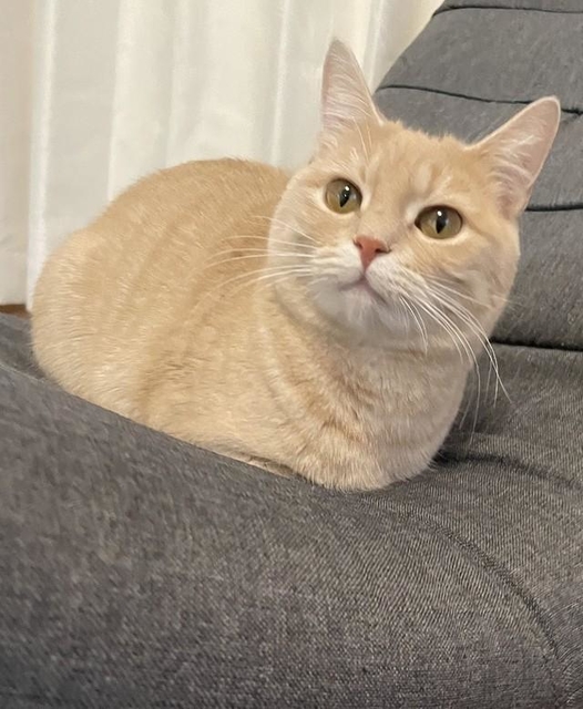 猫さんの完璧な「香箱座り」…わずか3秒、流れるような動きで「おてて