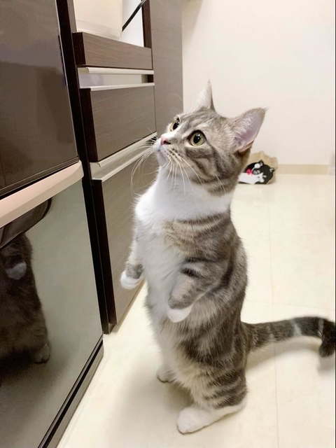 二本足で立ってアピール、ちゅ～るの在り処を知っている猫が話題