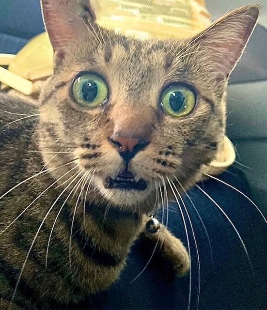 「嘘だろっ！？」（提供：銅像ぽちょさん）