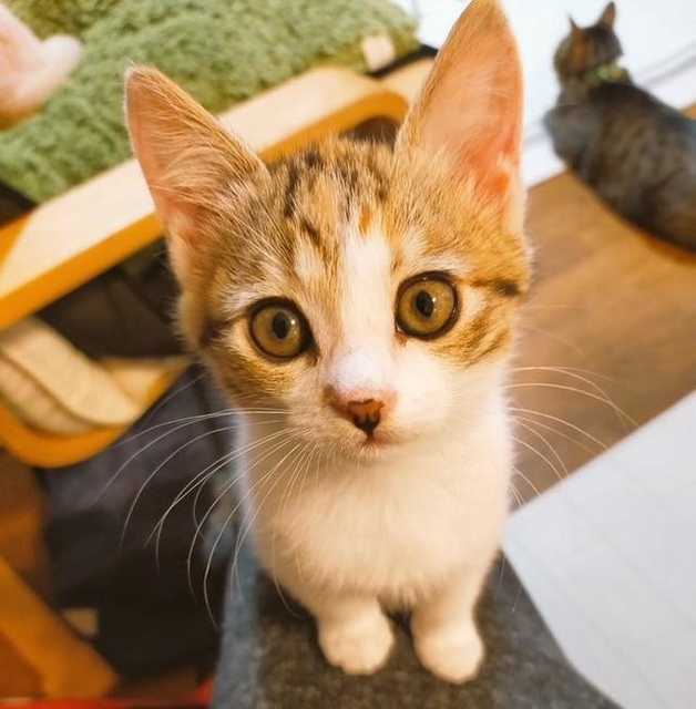 保護猫ちゃん　お幸せに b_15931898.jpg
