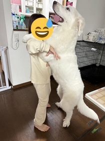 前脚を持つと、それほど人間に体重がかからない＝広瀬家の犬様達さん（@hirose_grgp）提供