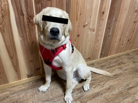 車検証を破壊したアルくん。とっても反省しているという（提供写真）