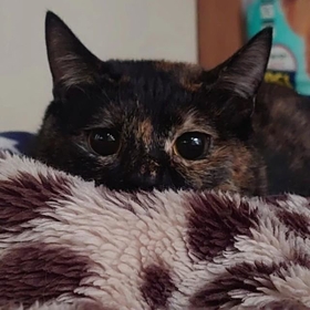 3月1日はサビ猫の日なんだって